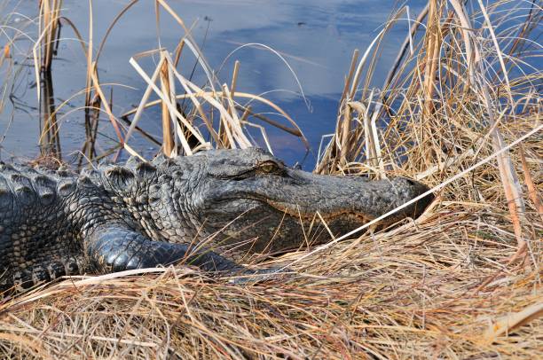 istock Alligator Resting at Huntington Beach State Park 1482886155