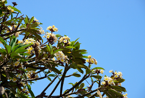 Gorée Island, Dakar, Senegal: yellow and white flowers of a plumeria / frangipani tree, seen against blue sky. The lateral or terminal, compound inflorescences often contain many flowers. The large bracts fall off during the flowering period.