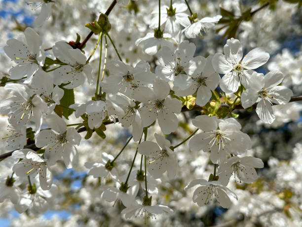 istock Almond plum cherry tree blossom 1482887181
