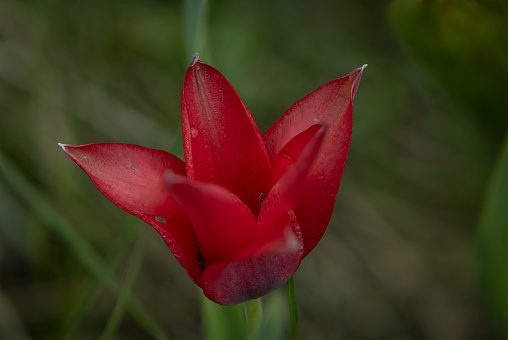 Red tulip flower in dark green grass in spring cloudy nice day