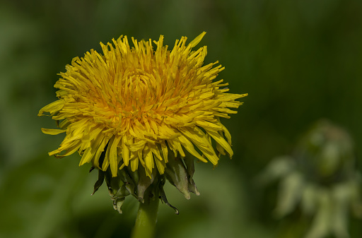 Dandelion yellow flower in green grass in early spring sunny fresh day