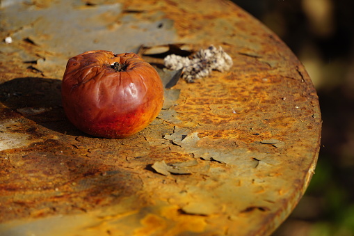 An old rotten apple is lying on a rusty table. A damaged apple is lying on a rusty metal table. A rotten apple on a rusty table. A rotten apple on an old table.