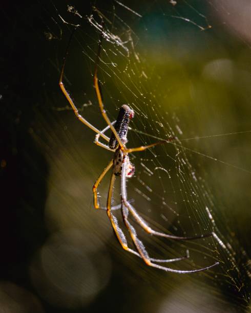 Wildlife Close up Photography of Spider Trichonephila clavipes in cobweb, Atlantic Forest, Brazil
