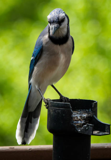istock A Bluejay find a stash of peanuts 1482889860