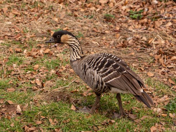 istock Nene - Hawaiian Goose Walking In Meadow. 1482890110