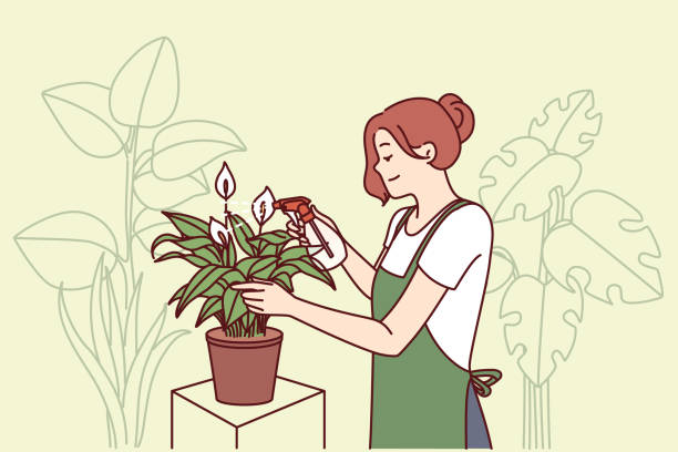 illustrazioni stock, clip art, cartoni animati e icone di tendenza di la giardiniera della serra si prende cura delle piante di casa spruzzando foglie con fertilizzante - florist flower shop store owner