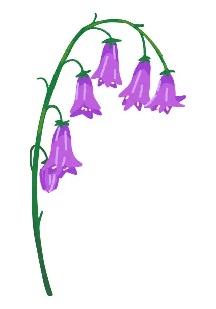 Vector illustration of Bluebells clipart. Summer wildflower doodle. Cartoon vector botany illustration. Contemporary style drawing isolated on white.