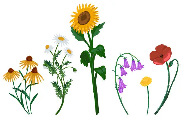 Vector illustration of Wild flowers doodles collection. Set of sunflower, coneflower, chamomile, poppy, bluebells, dandelion. Cartoon vector illustrations. Colored cliparts isolated on white.