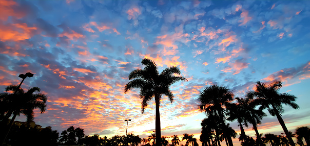 Palm Trees in Silhouette against a Sunset in St. Pete's Beach, Florida