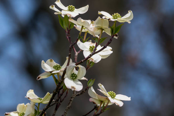 istock Blooming dogwood flowers in springtime 1482891629