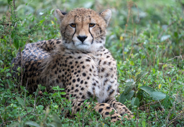 istock Cheetah laying in the grass 1482891699