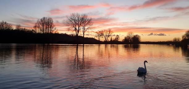 istock Swimming in the Sunset 1482891753