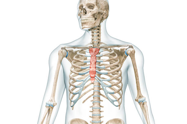 istock Sternum and manubrium bones in color with body 3D rendering illustration isolated on white with copy space. Human skeleton anatomy, medical diagram, skeletal system, science, biology concepts. 1482891983