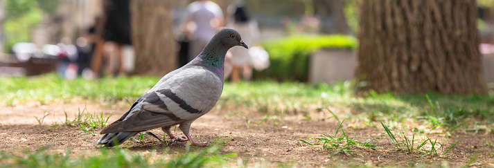 Indian Pigeon OR Rock Dove In Garden