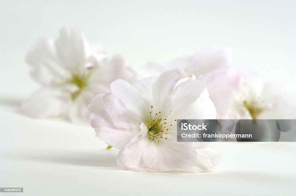 Kirschenblüte - Lizenzfrei April Stock-Foto