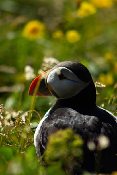 istock Puffin In The Grass 1482892925