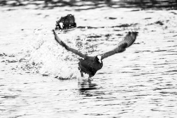 istock Charging coot in St James's Park 1482893124