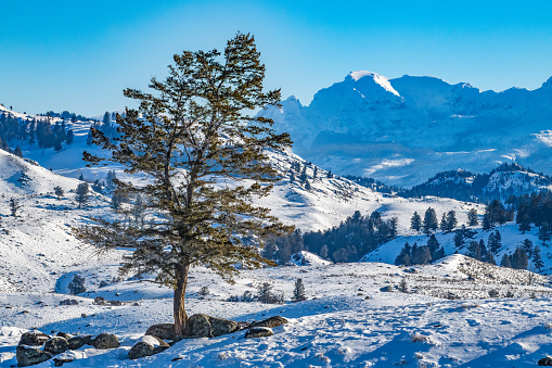 Beautiful winter scenery with trees and mountain tops in the Alps on a sunny day with blue sky and clouds.