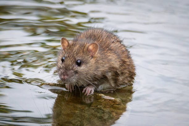 istock Rat clinging to a rock in a pond 1482893970
