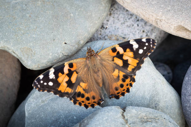 The beautiful colours of the butterfly contrasted aginst the smooth stones of the shore.