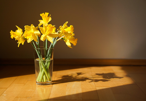 Close up of yellow daffodils or narcissus in the vase on the ground in sunlight in a room. High quality photo