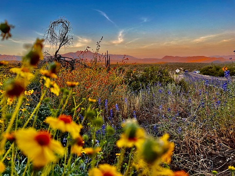 Arizona desert yellow flowers and mountains