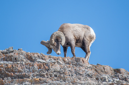 Big Horn ram (sheep) grazing for blades of grass in the rock cliff in the Yellowstone Ecosystem of western USA. Nearest cities are Denver Colorado, Salt Lake City Utah, Jackson Wyoming, and Bozeman Montana. in North America.