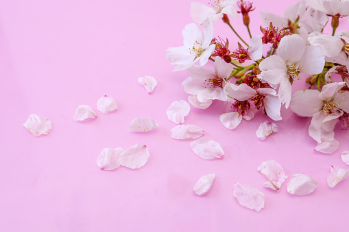 Yoshino cherry blossoms isolated on a pink background with copy space.