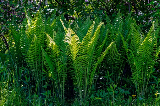 Ostrich fern (Matteuccia struthiopteris ) native plant from the Eastern American woodlands