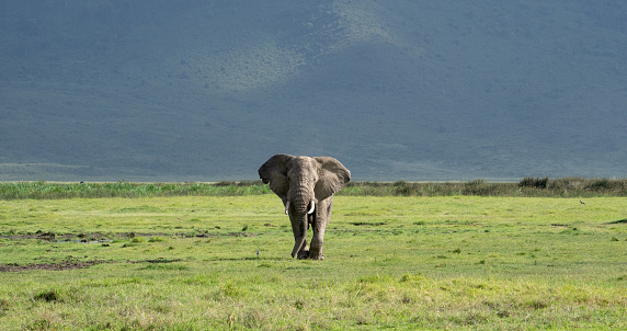 African elephant walking in the Ngorongoro Crater in Tanzania.