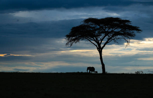 Elephant in the savannah of the Masai Mara