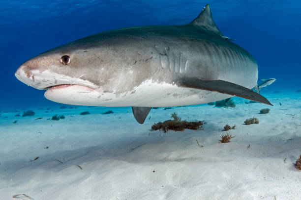istock Tiger Shark 20140127 0583 1482898648