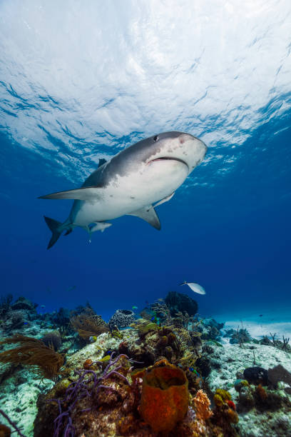 Tiger shark cruising over a reef.