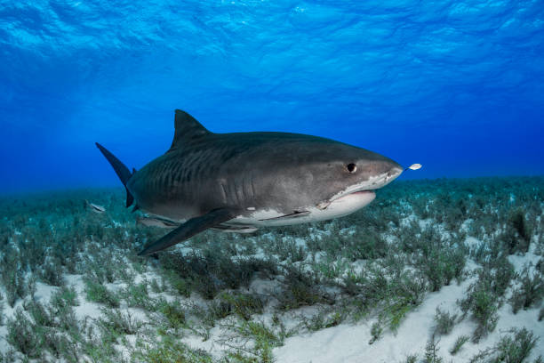 istock Tiger Shark 20190504 0770 1482898661