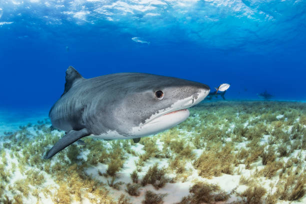 istock Tiger Shark 20190504 1023 1482898665