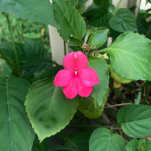istock Pink flowers with dense green leaves 1482902002
