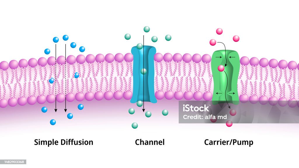 分子が細胞膜を通過する主なメカニズム単純拡散チャネルポンプ キャリア 膜のベクターアート素材や画像を多数ご用意 膜, 細胞, 血漿