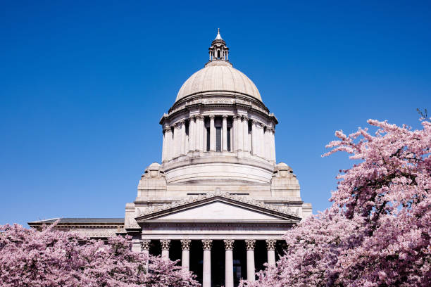 벚꽃�이 만발한 워싱턴 주 의사당 건물 - washington state capitol building 뉴스 사진 이미지