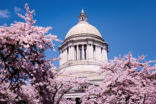 A dramatic view of the capitol building in Olympia, Washington, the colorful pink flowering cherry trees bordering the beautiful stone architecture.