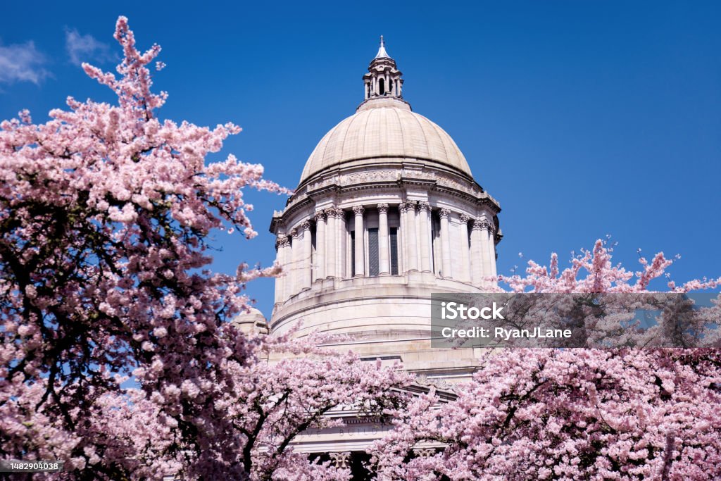 Washington State Capitol Building With Cherry Blossoms A dramatic view of the capitol building in Olympia, Washington, the colorful pink flowering cherry trees bordering the beautiful stone architecture. Washington State Stock Photo