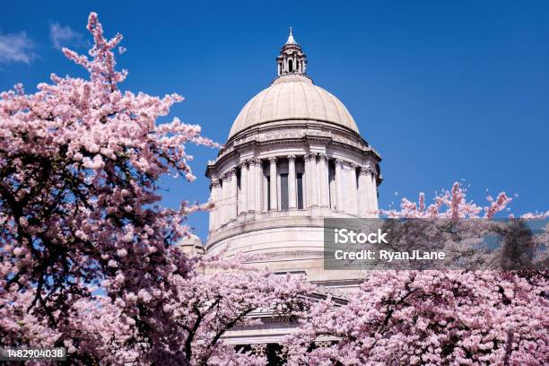 Washington State Capitol Building With Cherry Blossoms Stock Photo - Download Image Now