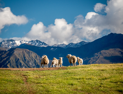 sheep in paddock and mountains