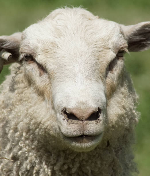 istock a close up of a sheep against green background 1482905290