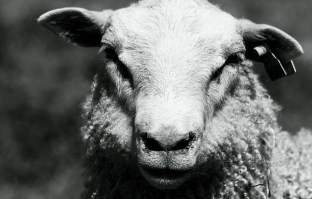 istock a close up of a sheep in black and white 1482906339