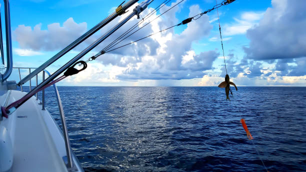 istock Saltwater Fishing 1482906718