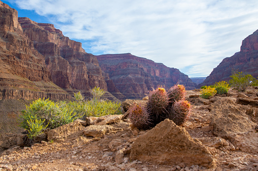 Cactus at the Bottom Grand Canyon