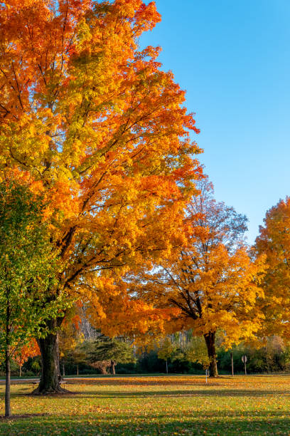 istock Beautiful Autumn Maples in Golden Light 1482909933