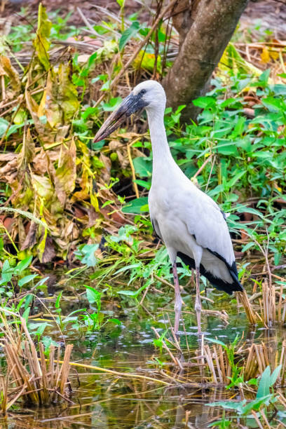 Asian openbill stork (Anastomus oscitans) in Thailand.