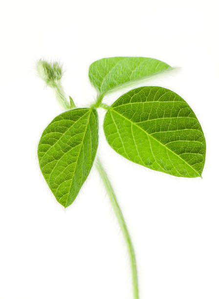 Fresh Soy Beans stock photo