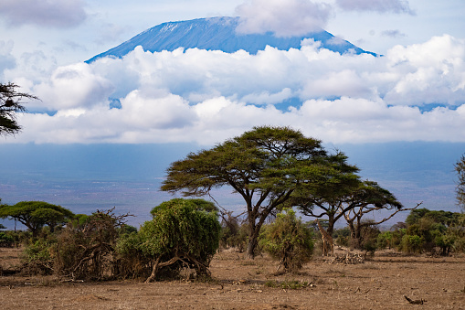 Giraffe feeding in the foreground with Mt Kilimanjaro in behind.